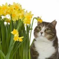 Какие растения опасны для кошек