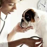 Как лечить чумку у собак
